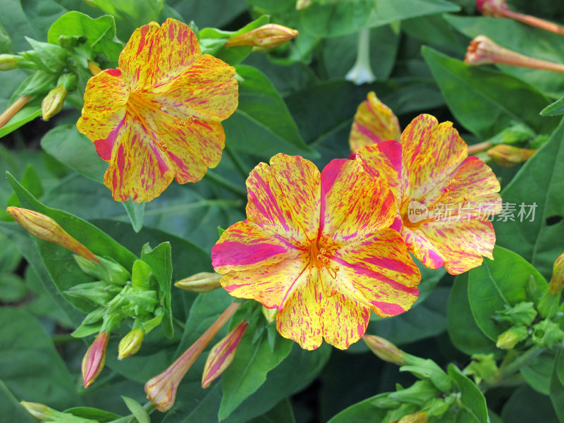 紫茉莉(Mirabilis jalapa)四点钟花或奇迹的秘鲁